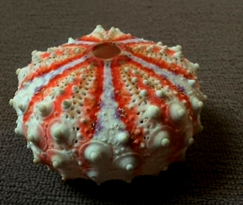 Coelopleurus granulatus sea
