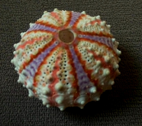 Coelopleurus granulatus sea