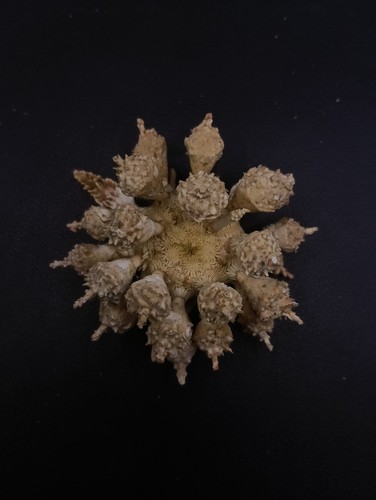 Tylocidaris ohshimai deep - , sea