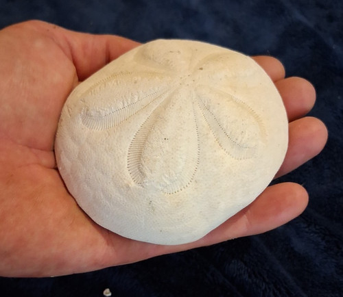 Large fossil sea urchin - large,