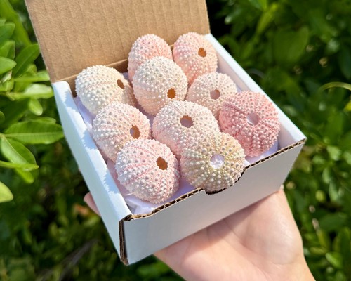 Pack gift box natural - 10,